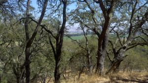 Hills Above Gavilan