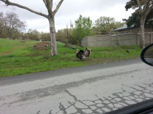 Turkeys At Gavilan